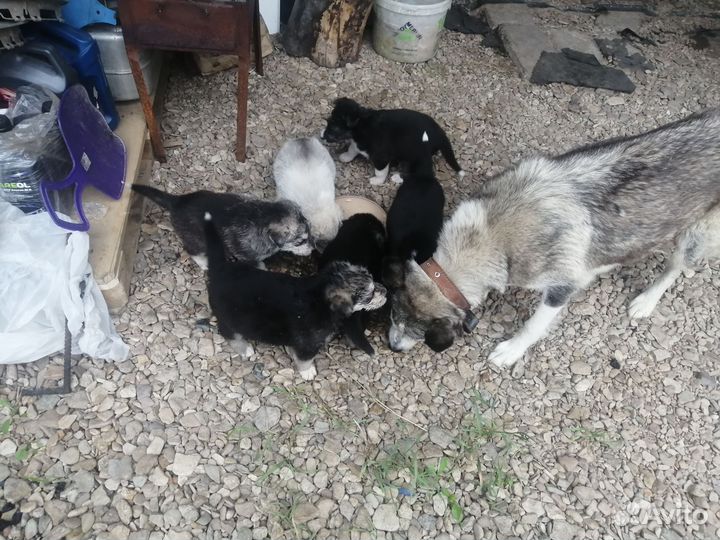 Отдам сшинят