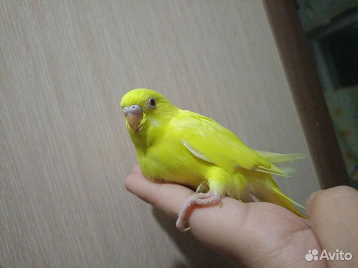 Птенцы волнистого попугая