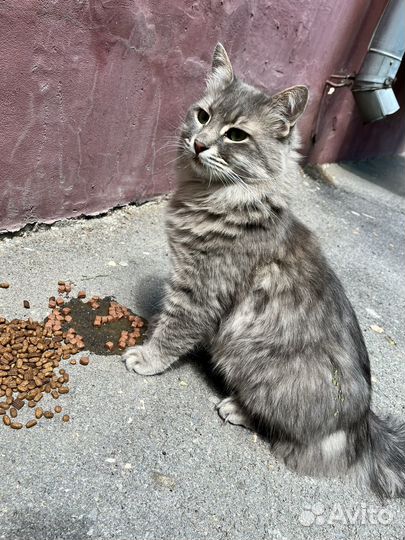 Найден котик