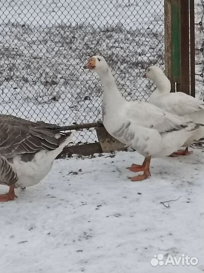 Продаю 1 гусака (Линда)