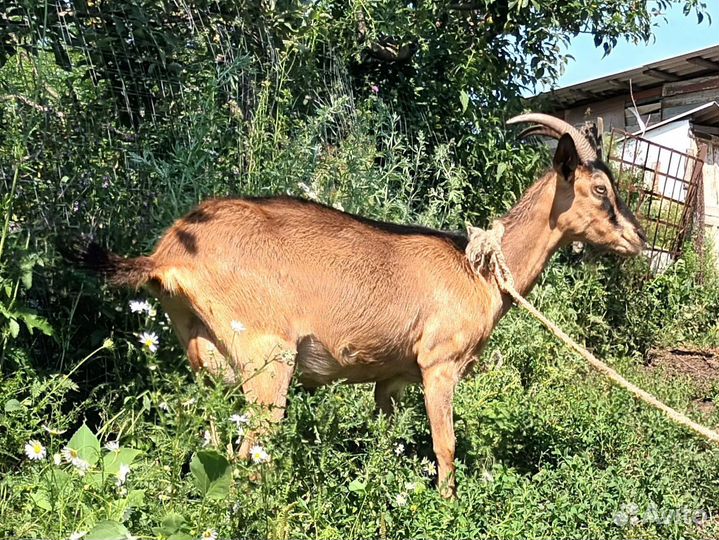 Козы дойные, покрытые, альпийской и чешской породы