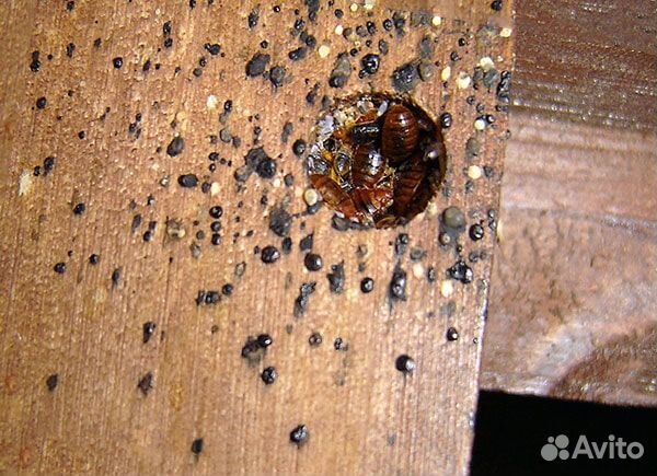 Сэс Бийск выведение запахов плесени тараканов клоп