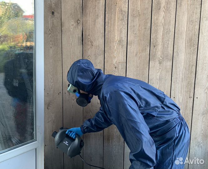 Дезинсекция