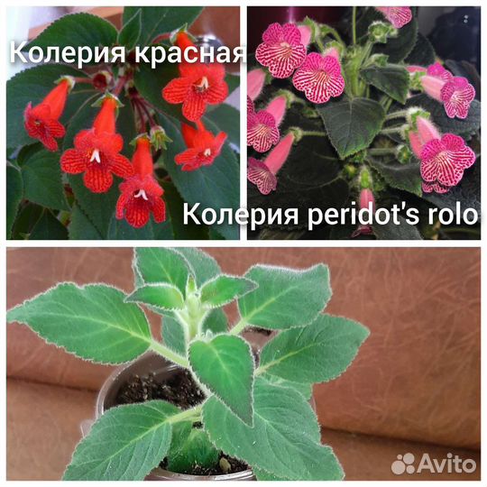 Сортовые фиалки