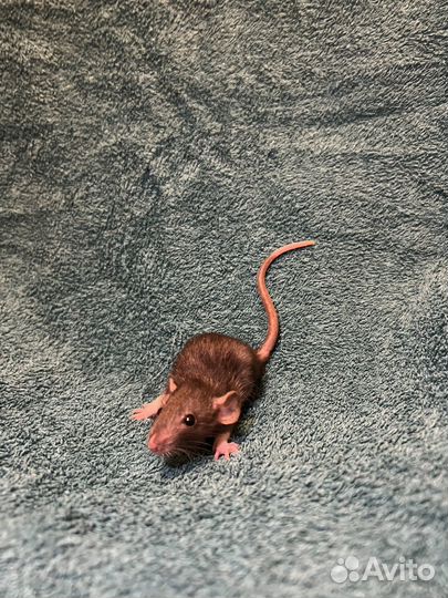 Две девчушки крысульки