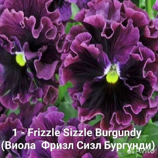 Виола Фризл Сизл, семена профессиональные