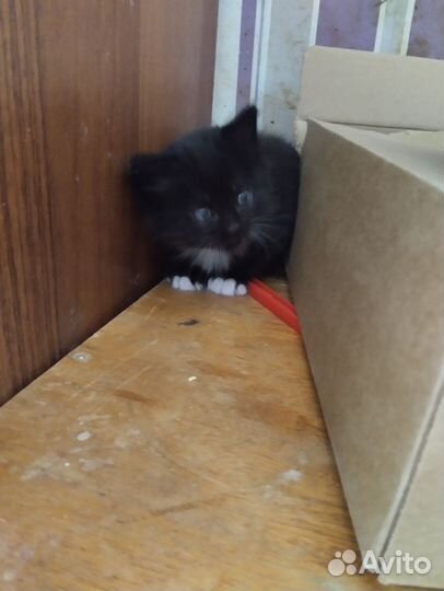 Кошка в дар