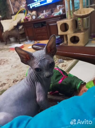 Канадский сфинкс