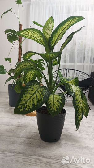 Диффенбахия