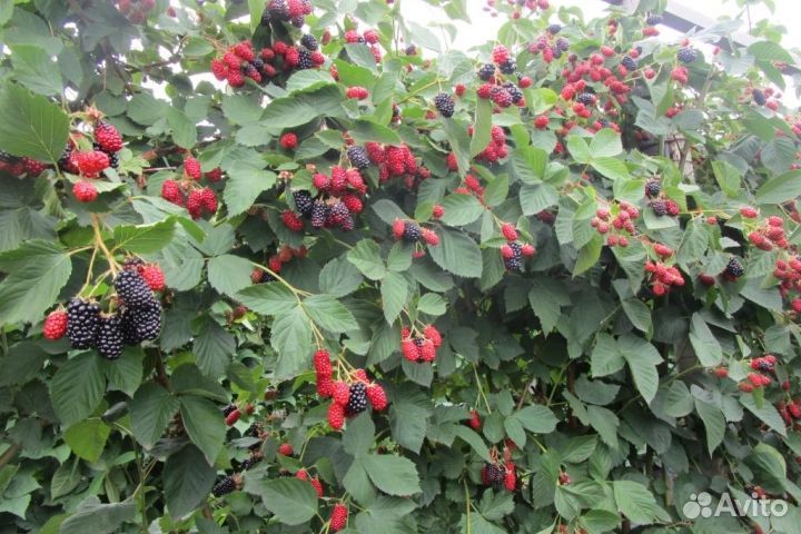 Саженцы ежевики