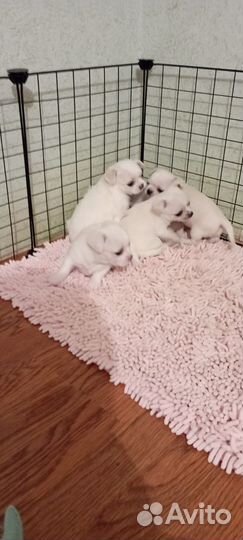 Щенки чихуахуа