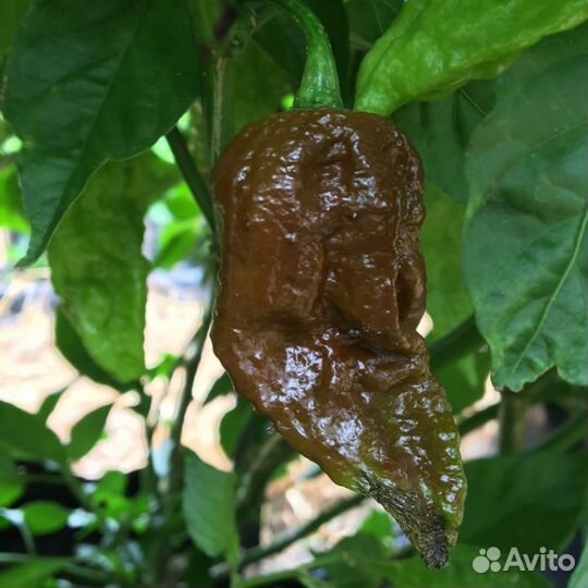 Острые перцы 6 сортов, семена