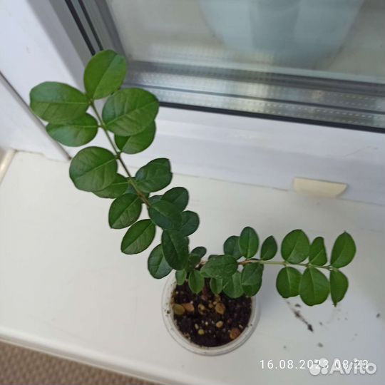 Мирт Лума (Чилийский мирт)