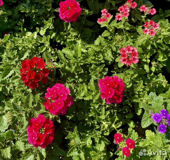 Петунии, калибрахоа, вербена, бакопа