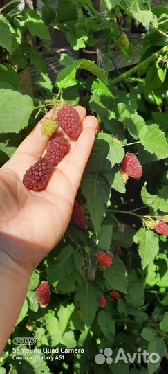 Саженцы плодовых кустарников