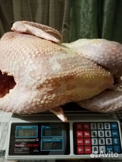 Индюки на мясо