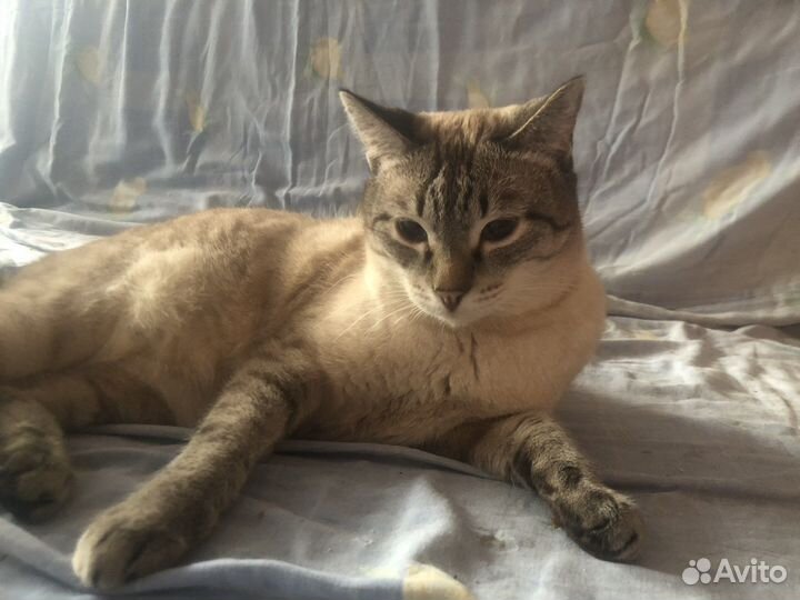 Шикарный кот