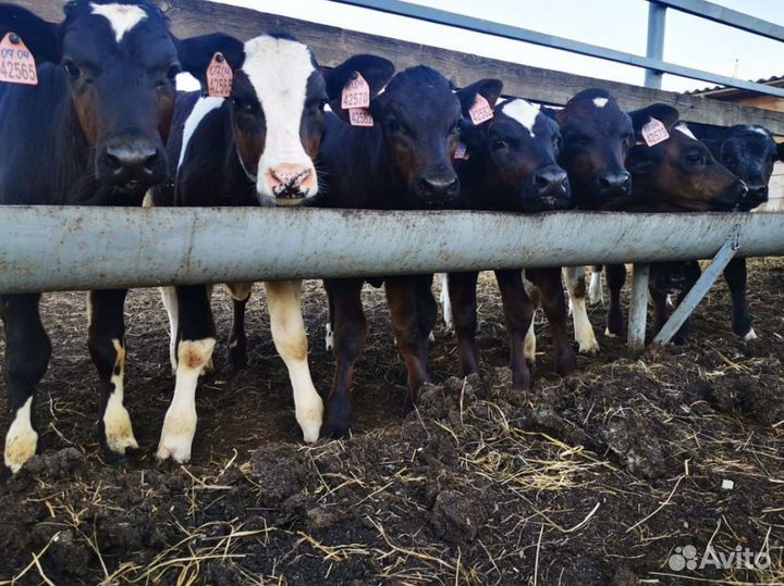 Телята бычки