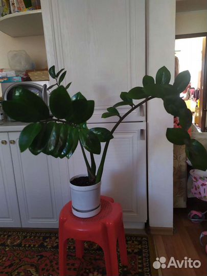 Замиокулькас