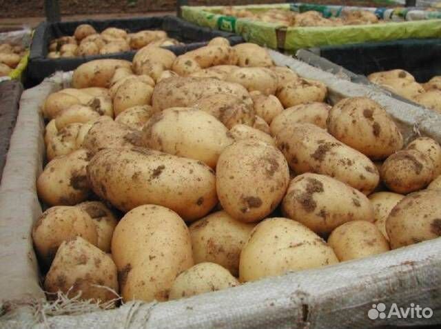 Картофель гала оптом