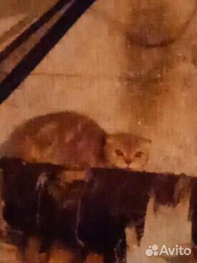 Нашли кошку