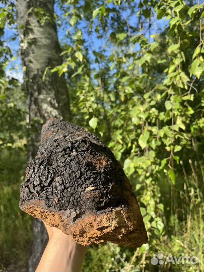 Чага удмуртия