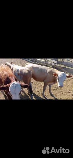 Телят в бычки