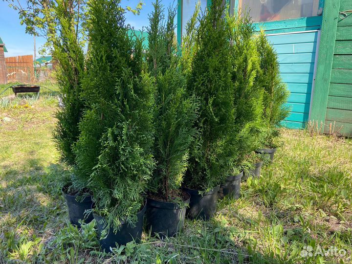 Туя смарагд 75-80 см