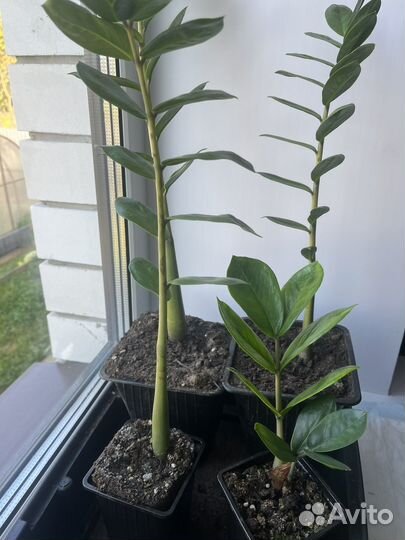 Замиокулькас, фикус