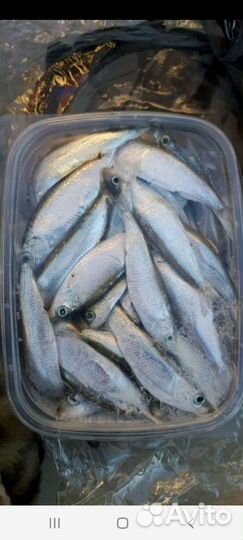 Тюлька замороженная