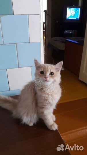 Шотландский кот