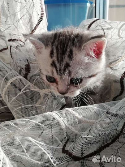 Шотландские прямоухие котята