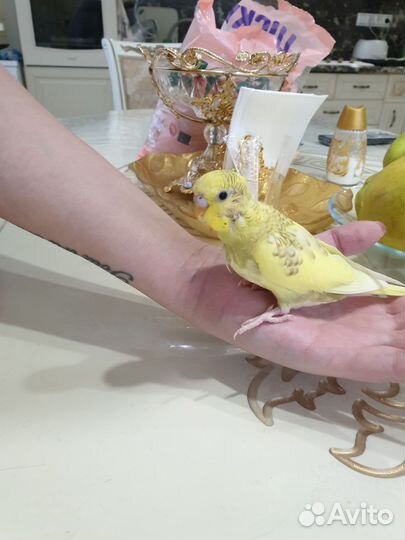 Птенцы волнистый попугай