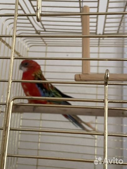 Попугай розелла, девочка молодая 5 месяцев