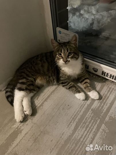 Кот Мурзик