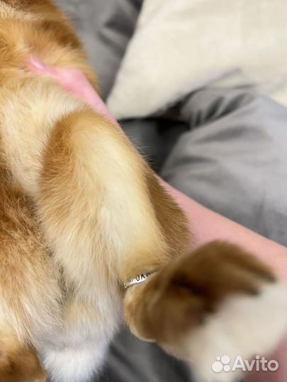 Карликовый кролик (Сатиновый) с клеткой