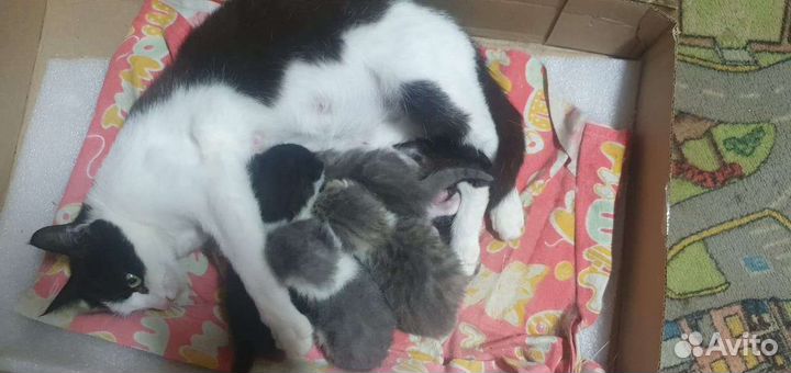 Котенок в дар бесплатно