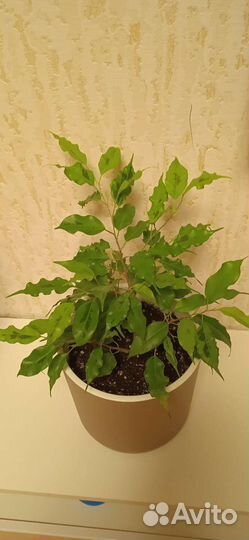 Фикус Бенджамина Голден Моник