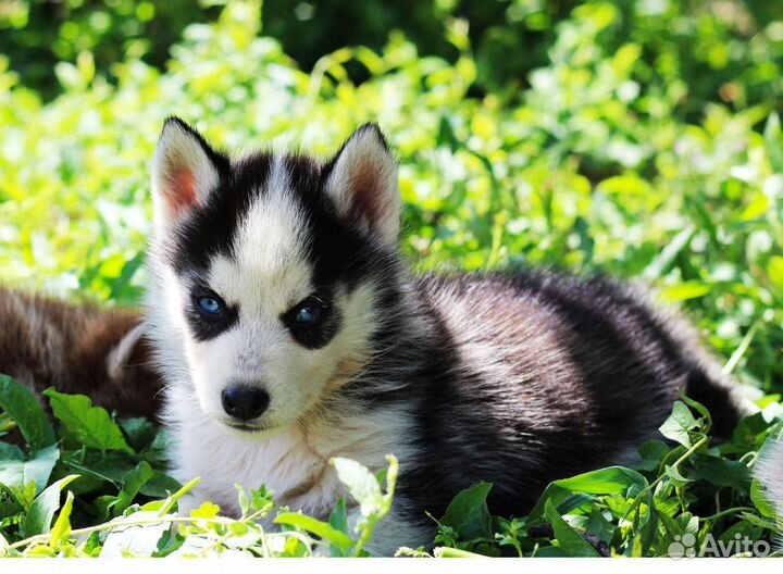 Помски щенки