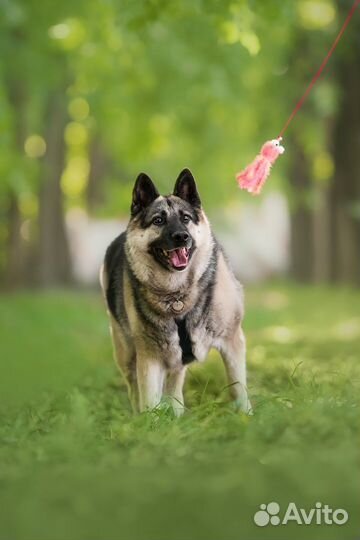 Овчарка в добрые руки