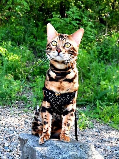 Бенгальский кот вязка