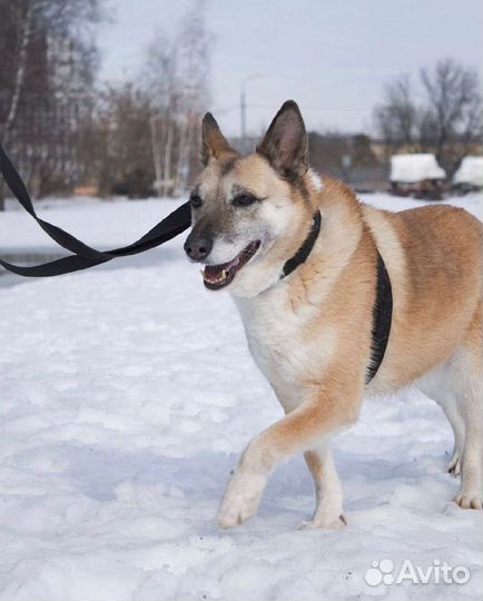 Спасите Дейзи из приюта