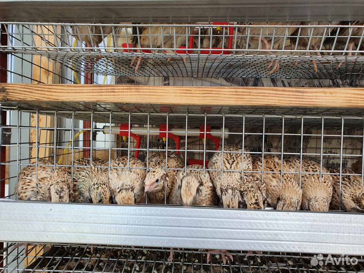 Профессинальные клетки для перепелов