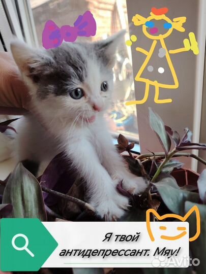 Котята в добрые руки