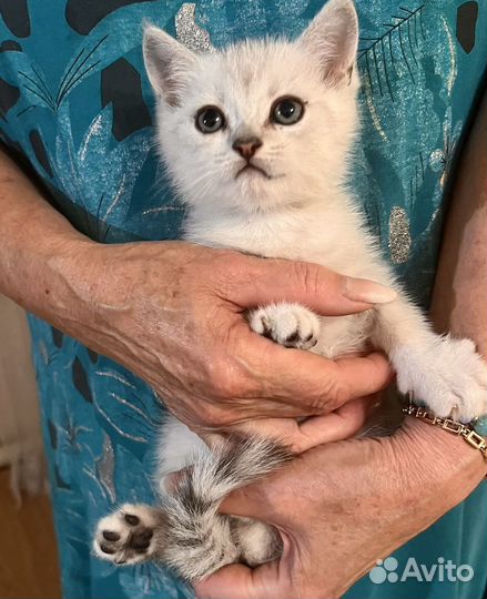 Британские котята