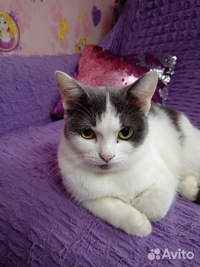 Кошка