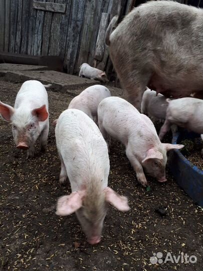 Поросята