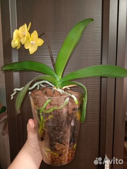Фаленопсис биг лип
