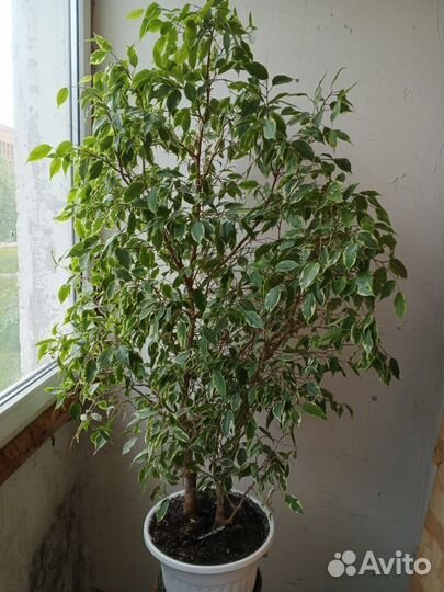 Бенджамина