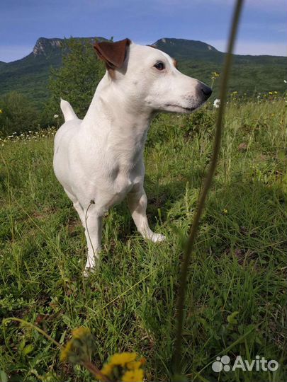 Кобель для вязки